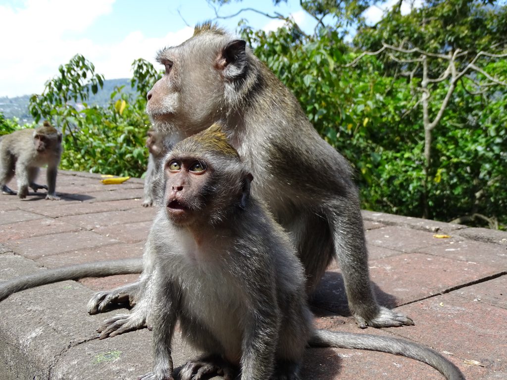 destination wedding bali
