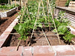 eigen moestuin beginnen