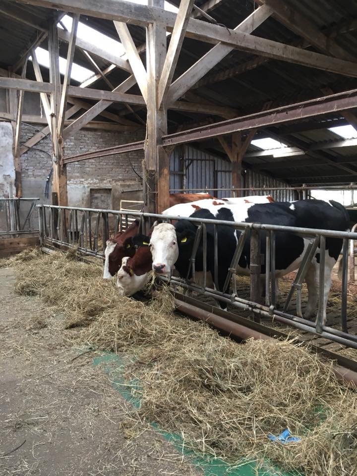 koeienstal van authentieke buitenlocatie